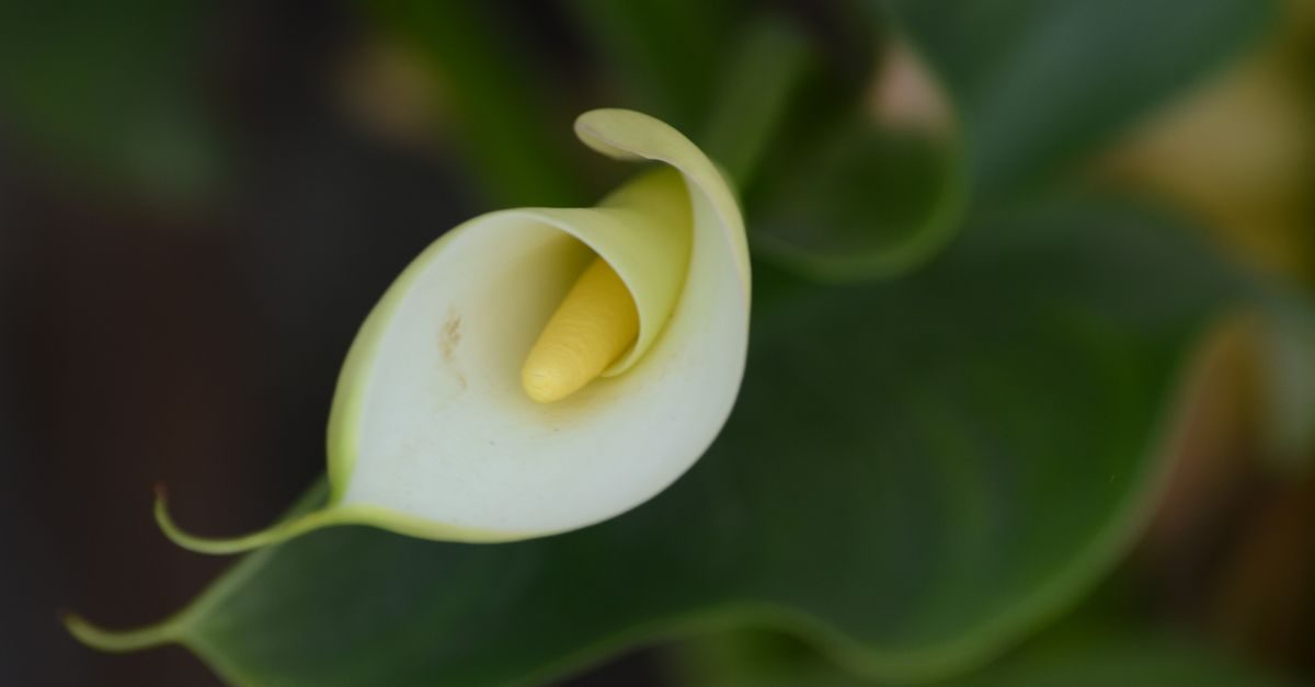 Arum