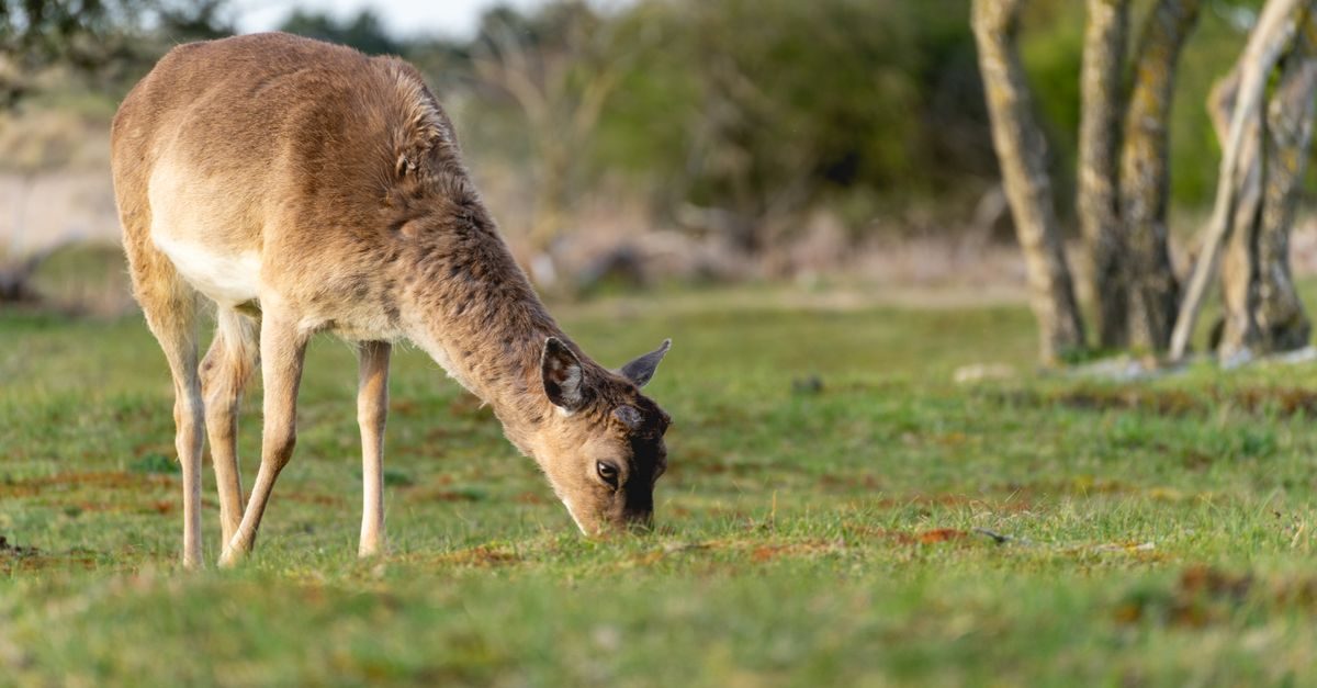 Dieren