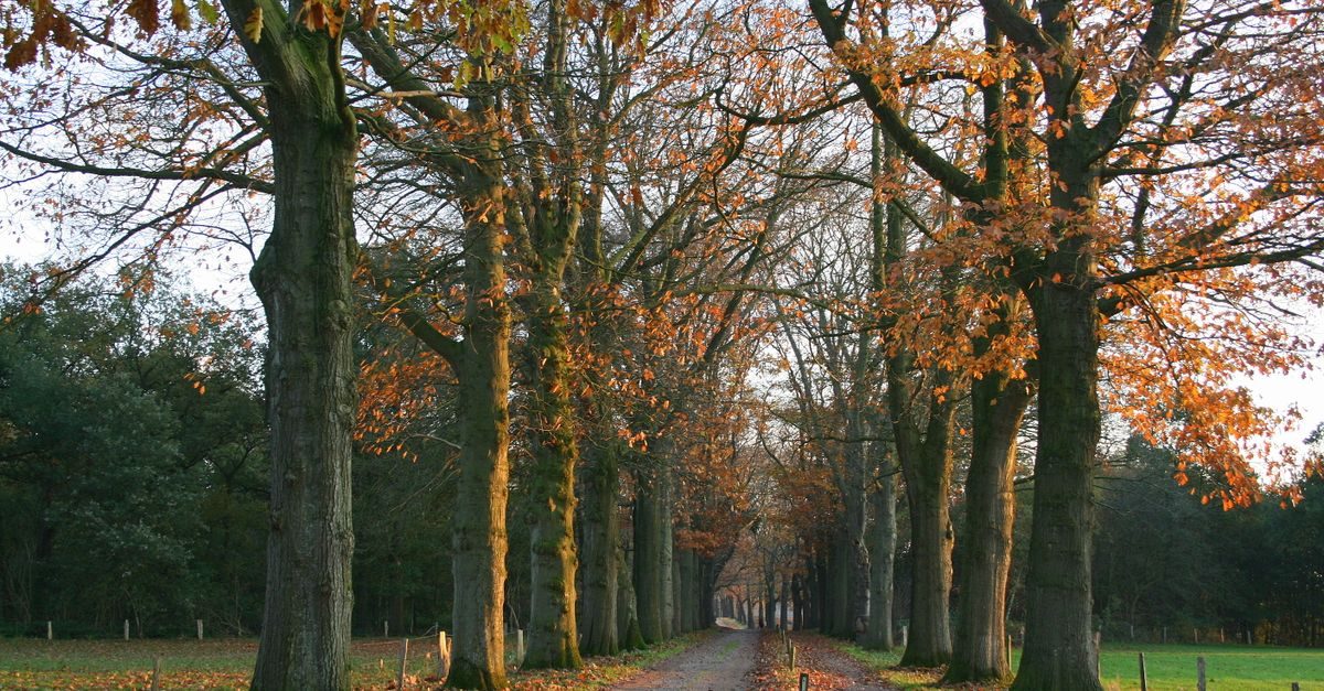 Haarle (Hellendoorn)