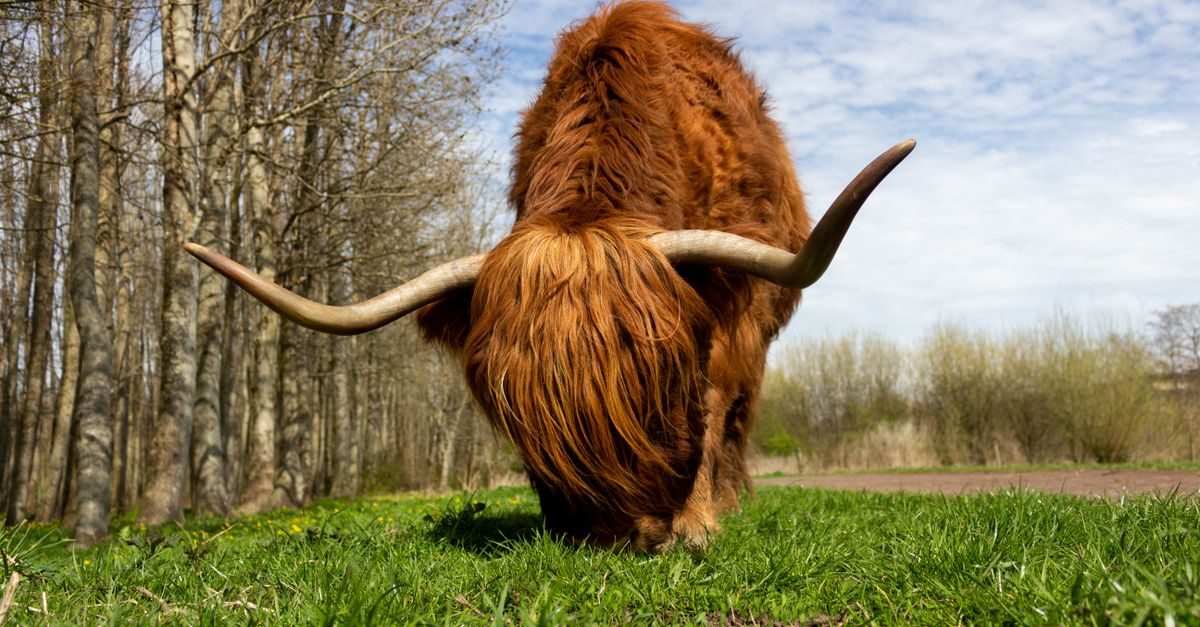 Horn