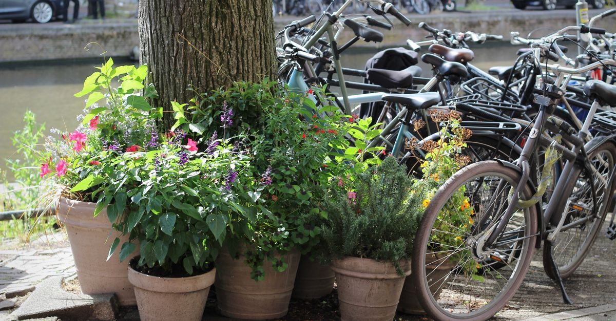 Kudelstaart