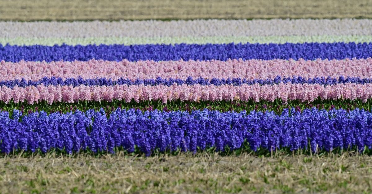 lisse