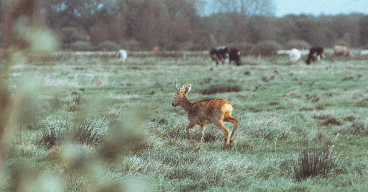 't Veld