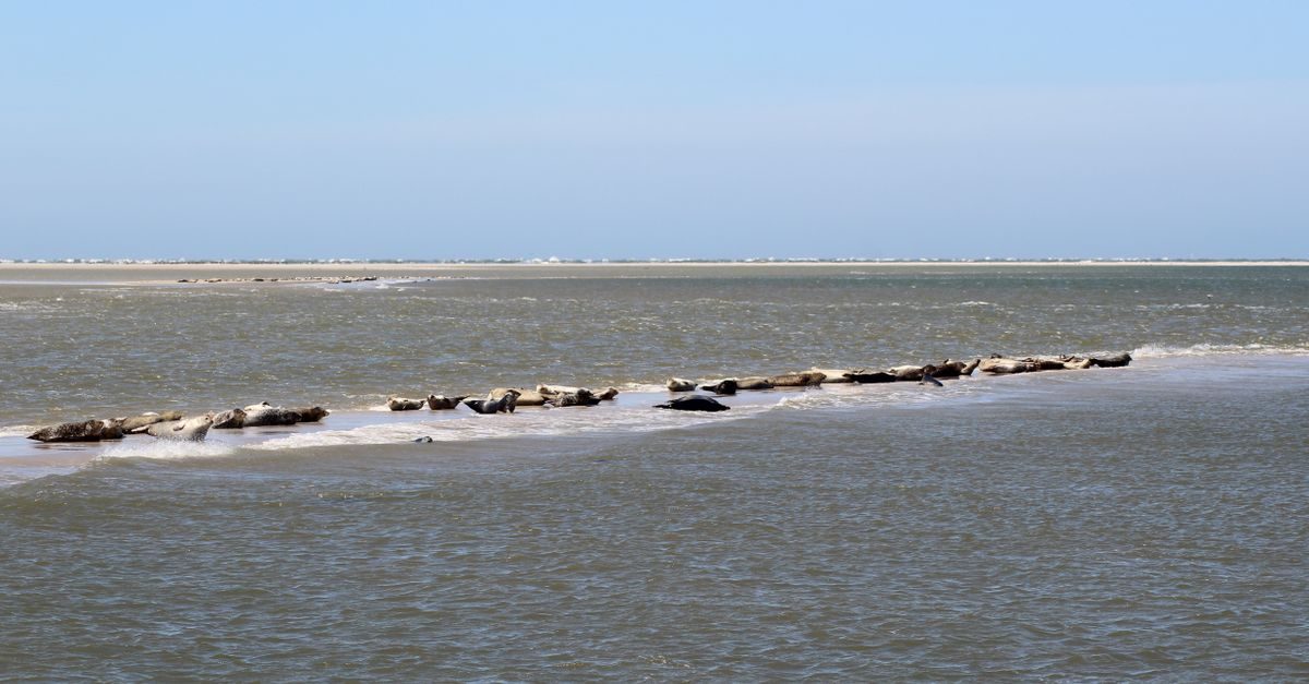 Terschelling